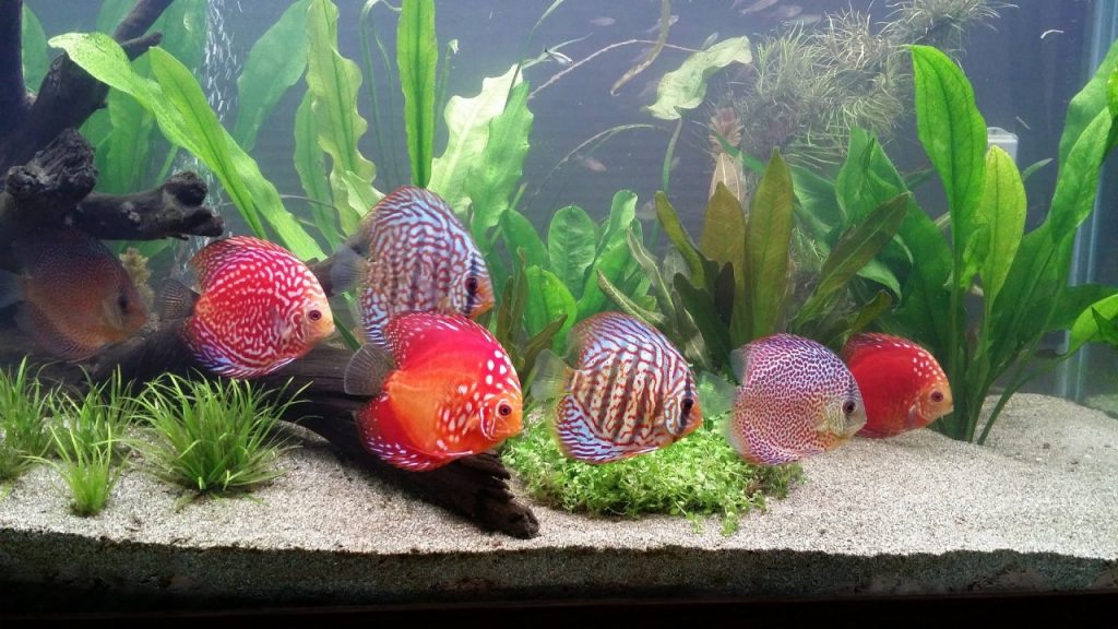 Unheallthy Discus Fish Tips on How to Choose Healthy Discus Fish